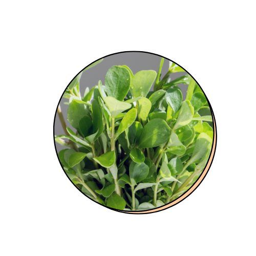 Portulaca Oleracea Extract