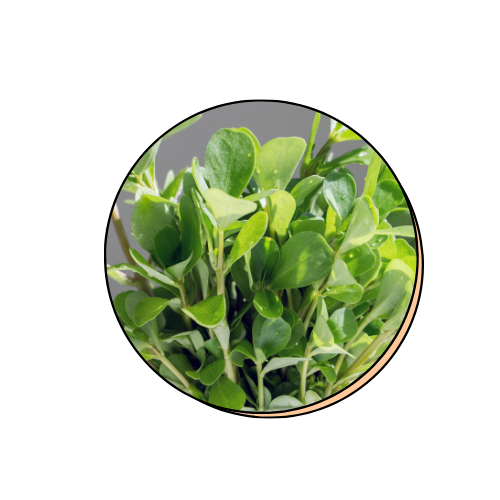 1% Purslane Extract
