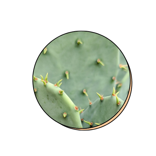 Cactus + Ceramide
