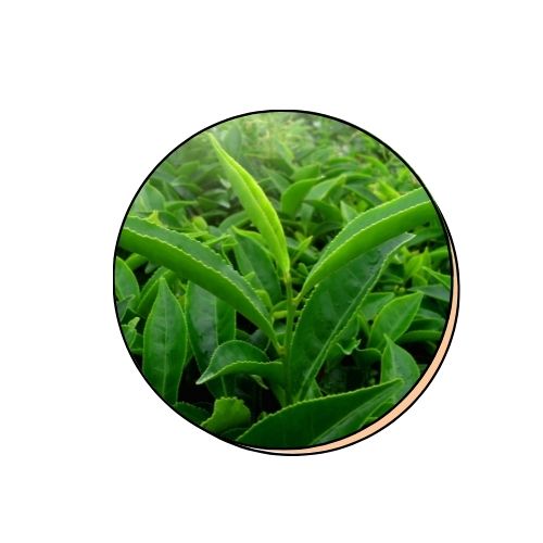 Green Tea Extract (1%)