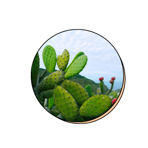 Opuntia Ficus-Indica Stem Extract