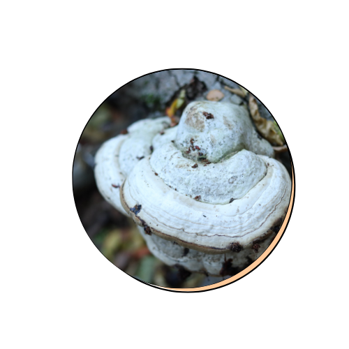 Black Hoof Mushroom Extract