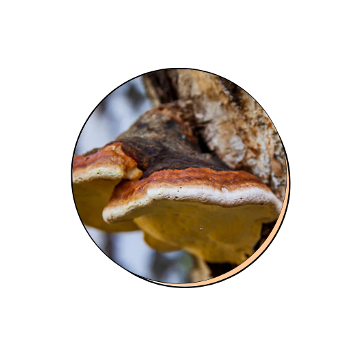 Chaga Mushroom Extract