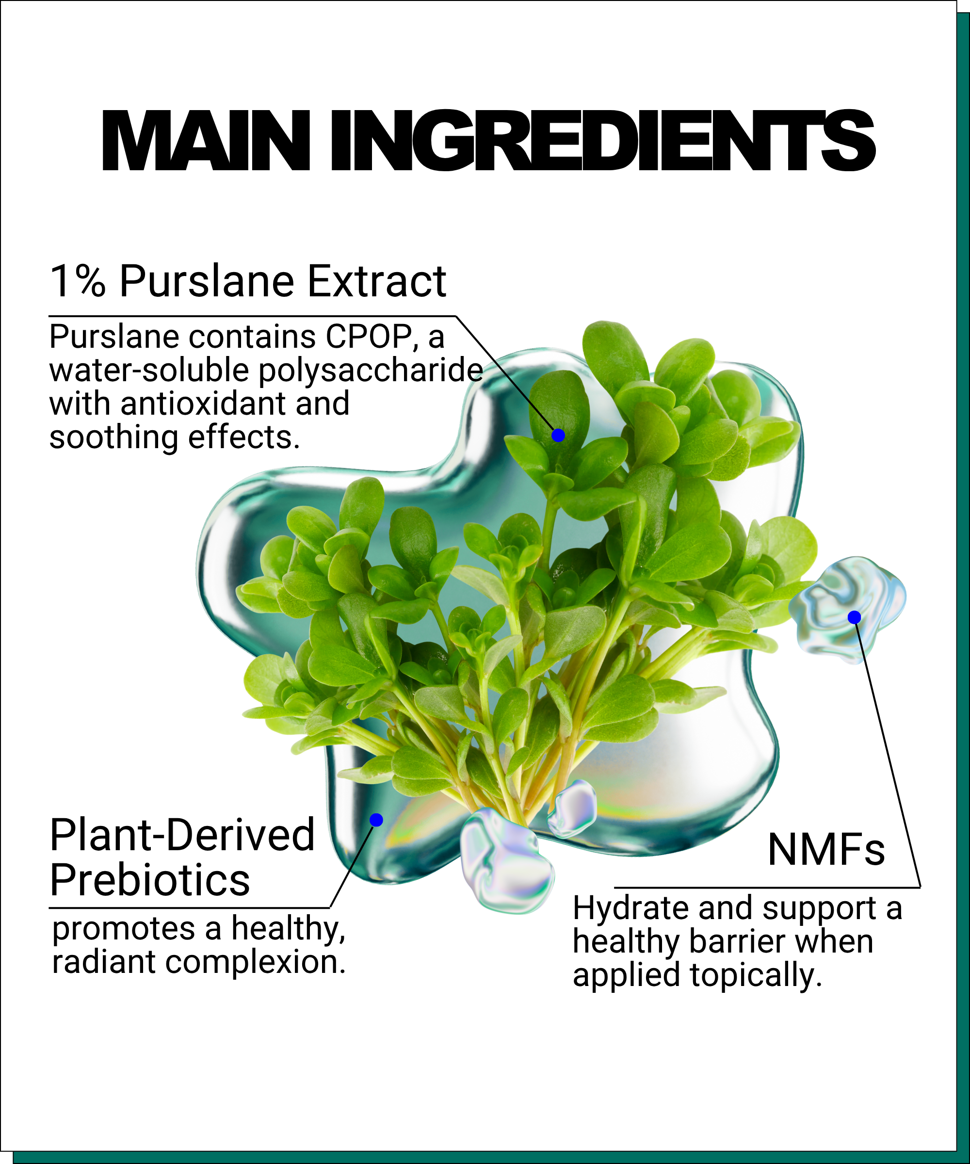 Purslane Prebiotic Moisturizer - EqualRXN