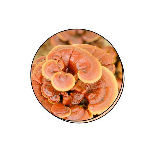 3 Mushroom Complex